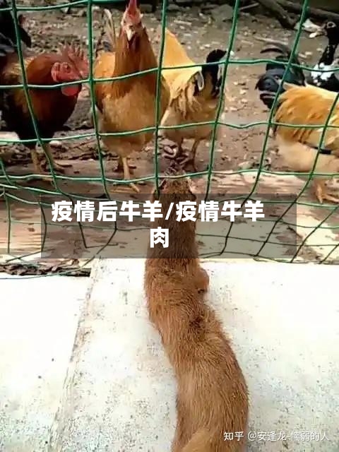 疫情后牛羊/疫情牛羊肉
