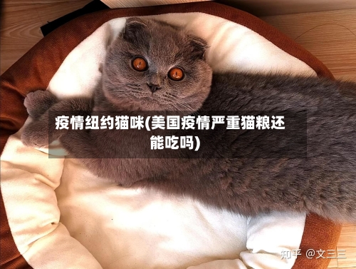 疫情纽约猫咪(美国疫情严重猫粮还能吃吗)
