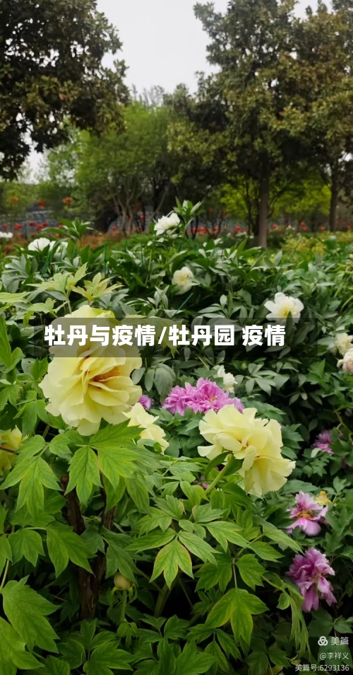 牡丹与疫情/牡丹园 疫情