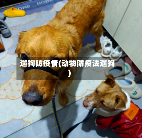 遛狗防疫情(动物防疫法遛狗)