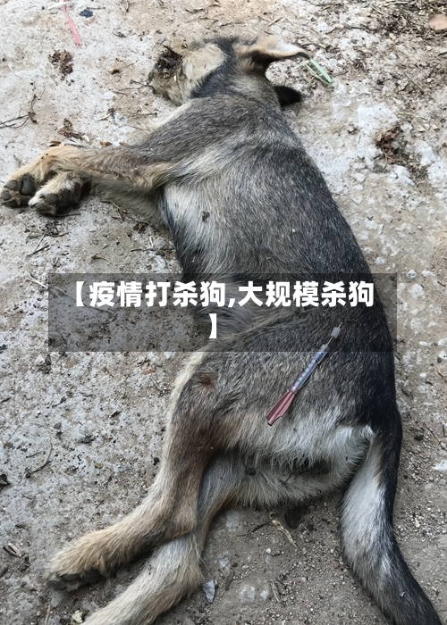【疫情打杀狗,大规模杀狗】