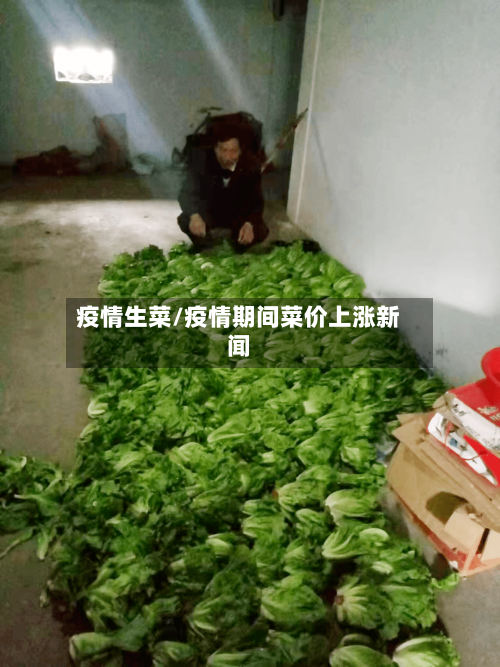 疫情生菜/疫情期间菜价上涨新闻