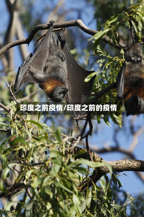 印度之前疫情/印度之前的疫情