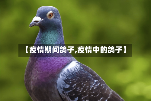 【疫情期间鸽子,疫情中的鸽子】