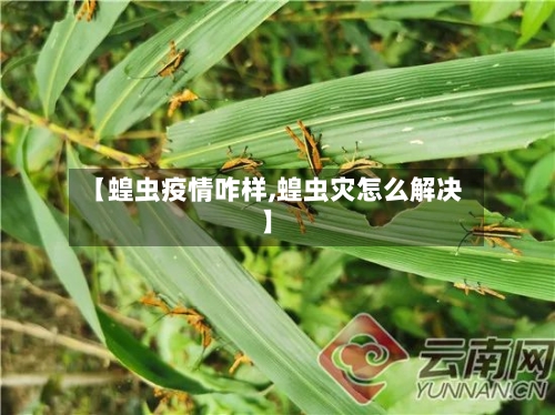 【蝗虫疫情咋样,蝗虫灾怎么解决】