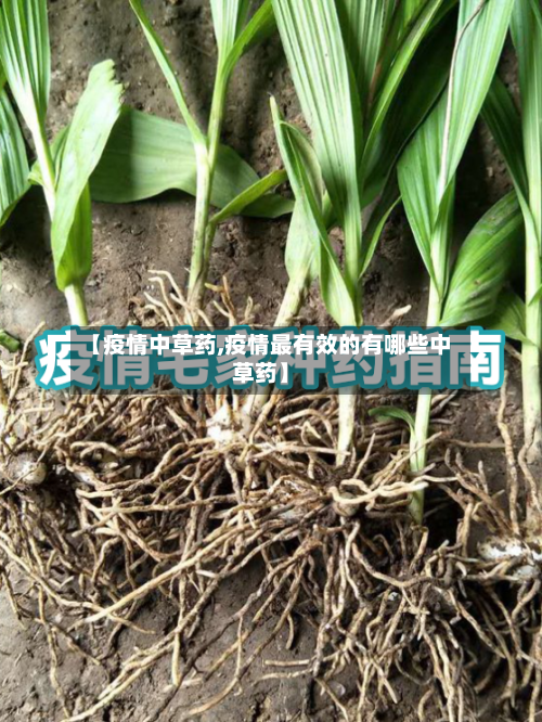 【疫情中草药,疫情最有效的有哪些中草药】