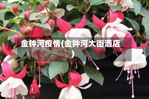 金钟河疫情(金钟河大街酒店)