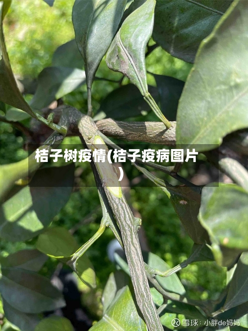 桔子树疫情(桔子疫病图片)