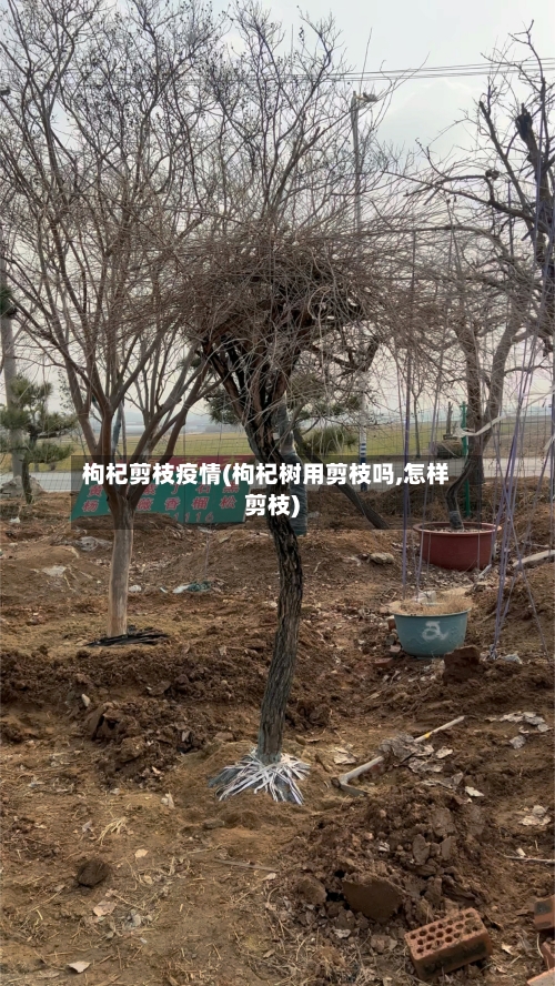 枸杞剪枝疫情(枸杞树用剪枝吗,怎样剪枝)