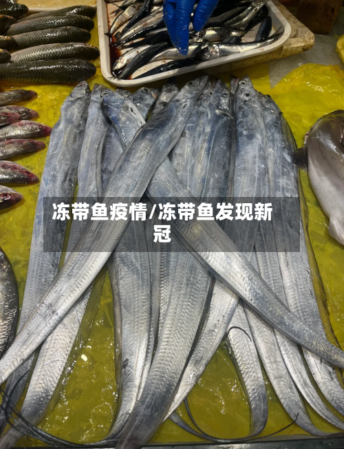 冻带鱼疫情/冻带鱼发现新冠