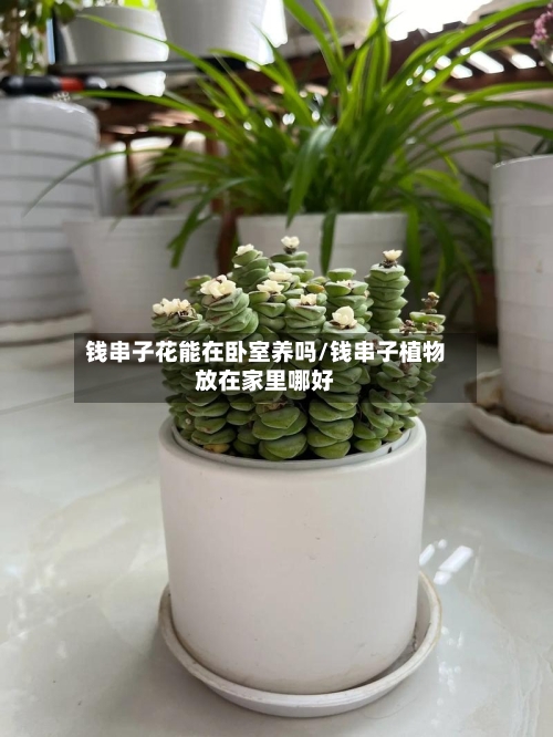 钱串子花能在卧室养吗/钱串子植物放在家里哪好