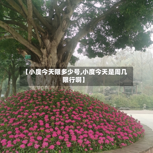 【小度今天限多少号,小度今天是周几限行啊】