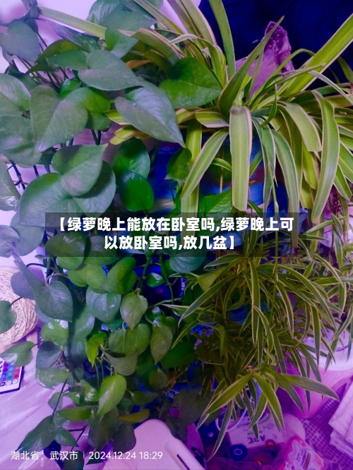 【绿萝晚上能放在卧室吗,绿萝晚上可以放卧室吗,放几盆】
