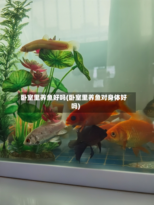 卧室里养鱼好吗(卧室里养鱼对身体好吗)