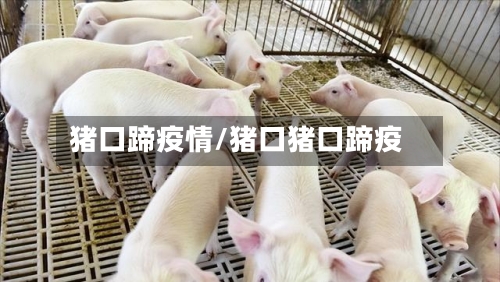 猪口蹄疫情/猪口猪口蹄疫