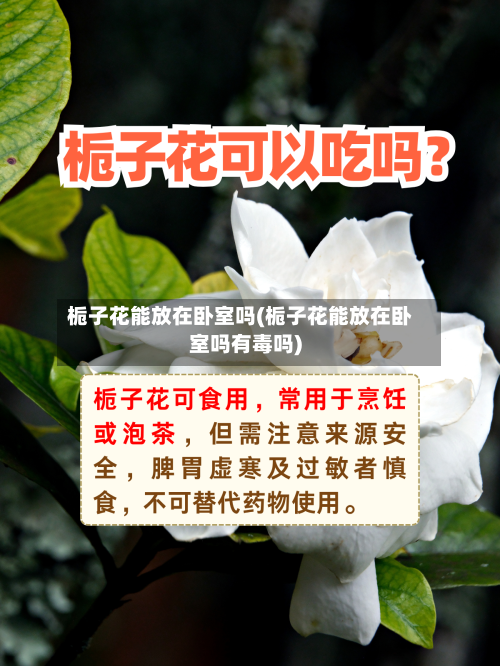 栀子花能放在卧室吗(栀子花能放在卧室吗有毒吗)