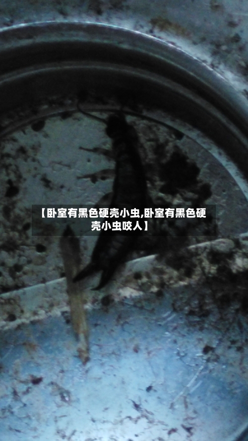 【卧室有黑色硬壳小虫,卧室有黑色硬壳小虫咬人】