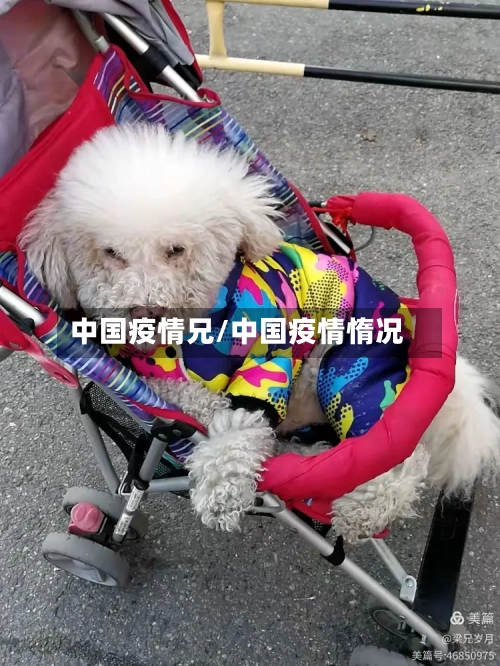 中国疫情兄/中国疫情惰况