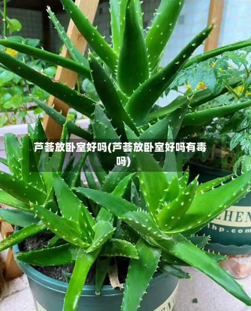 芦荟放卧室好吗(芦荟放卧室好吗有毒吗)
