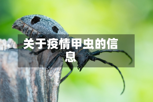 关于疫情甲虫的信息