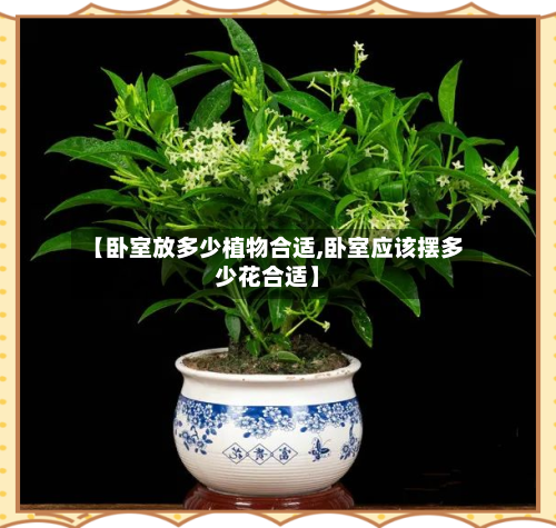 【卧室放多少植物合适,卧室应该摆多少花合适】