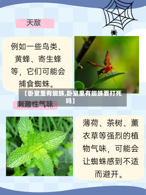 【卧室里有蜘蛛,卧室里有蜘蛛要打死吗】