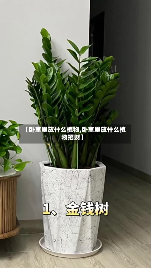 【卧室里放什么植物,卧室里放什么植物招财】