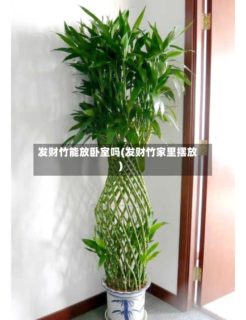 发财竹能放卧室吗(发财竹家里摆放)