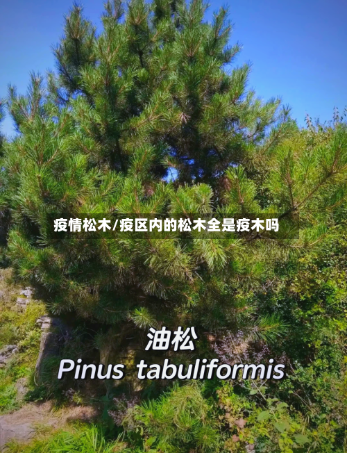 疫情松木/疫区内的松木全是疫木吗
