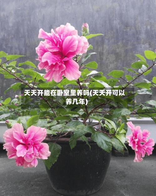 天天开能在卧室里养吗(天天开可以养几年)