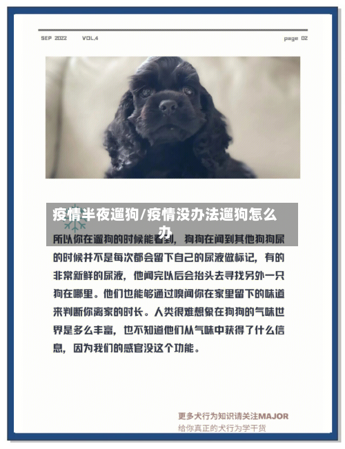 疫情半夜遛狗/疫情没办法遛狗怎么办