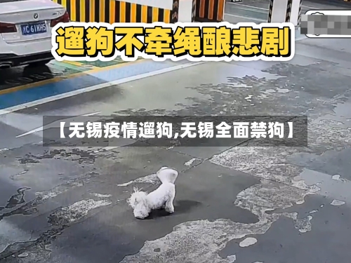 【无锡疫情遛狗,无锡全面禁狗】