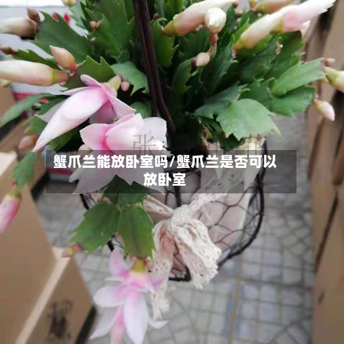 蟹爪兰能放卧室吗/蟹爪兰是否可以放卧室