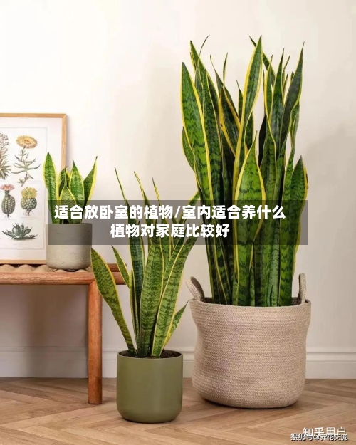 适合放卧室的植物/室内适合养什么植物对家庭比较好