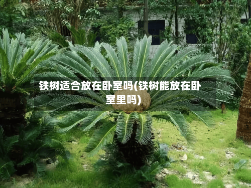 铁树适合放在卧室吗(铁树能放在卧室里吗)