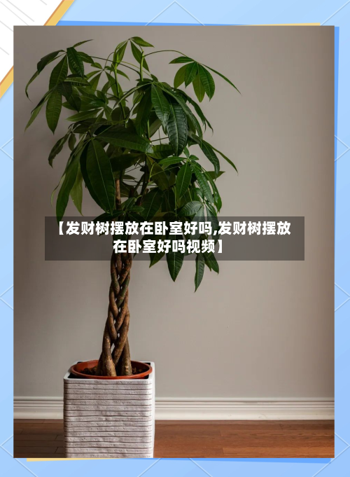 【发财树摆放在卧室好吗,发财树摆放在卧室好吗视频】