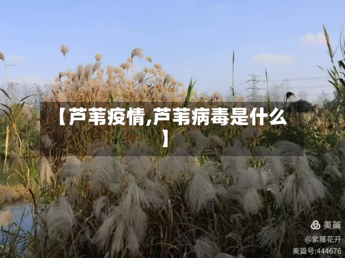 【芦苇疫情,芦苇病毒是什么】