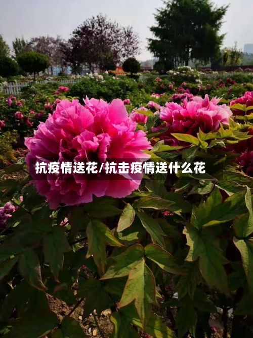 抗疫情送花/抗击疫情送什么花