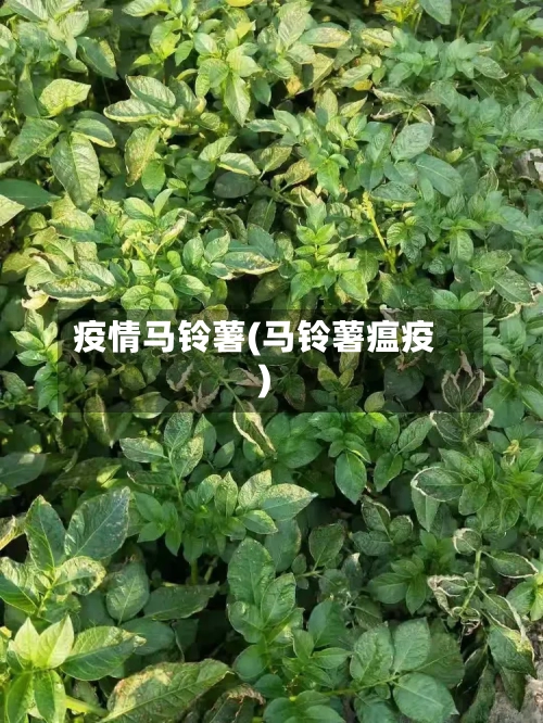 疫情马铃薯(马铃薯瘟疫)