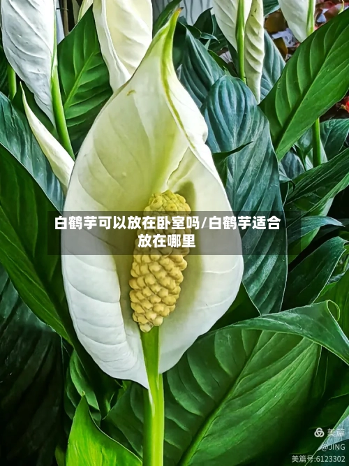 白鹤芋可以放在卧室吗/白鹤芋适合放在哪里