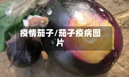 疫情茄子/茄孑疫病图片