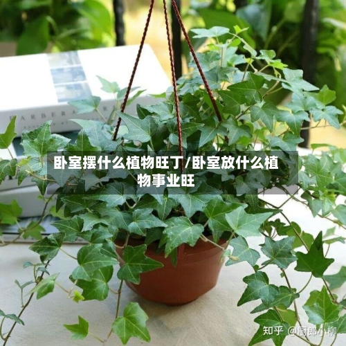 卧室摆什么植物旺丁/卧室放什么植物事业旺