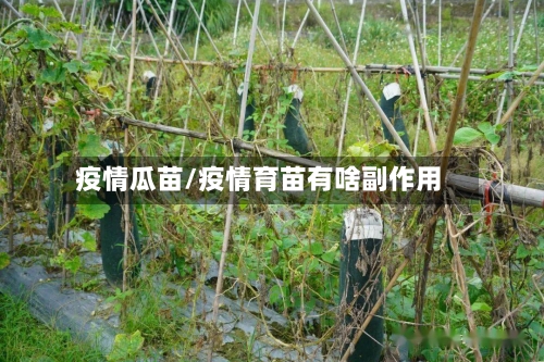 疫情瓜苗/疫情育苗有啥副作用