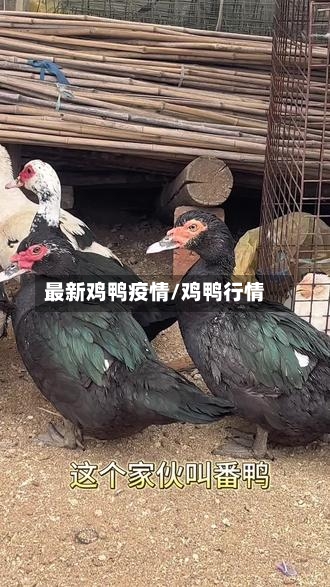 最新鸡鸭疫情/鸡鸭行情