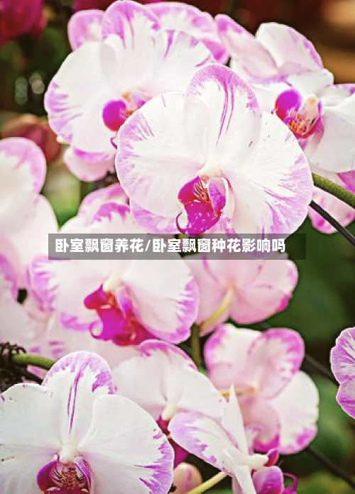 卧室飘窗养花/卧室飘窗种花影响吗