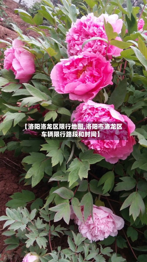 【洛阳洛龙区限行地图,洛阳市洛龙区车辆限行路段和时间】