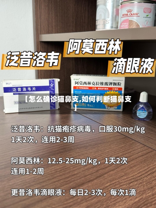 【怎么确诊猫鼻支,如何判断猫鼻支】