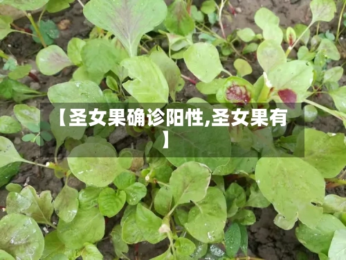 【圣女果确诊阳性,圣女果有】
