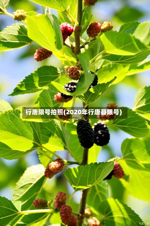 行唐限号拍照(2020年行唐县限号)