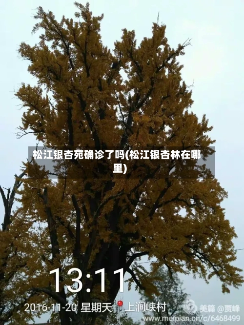 松江银杏苑确诊了吗(松江银杏林在哪里)